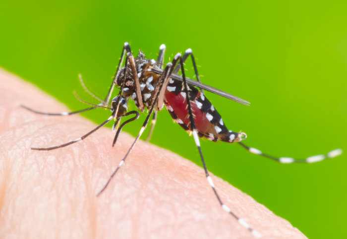 https://www.nepalminute.com/uploads/posts/dengue jpeg1660739115.jpg